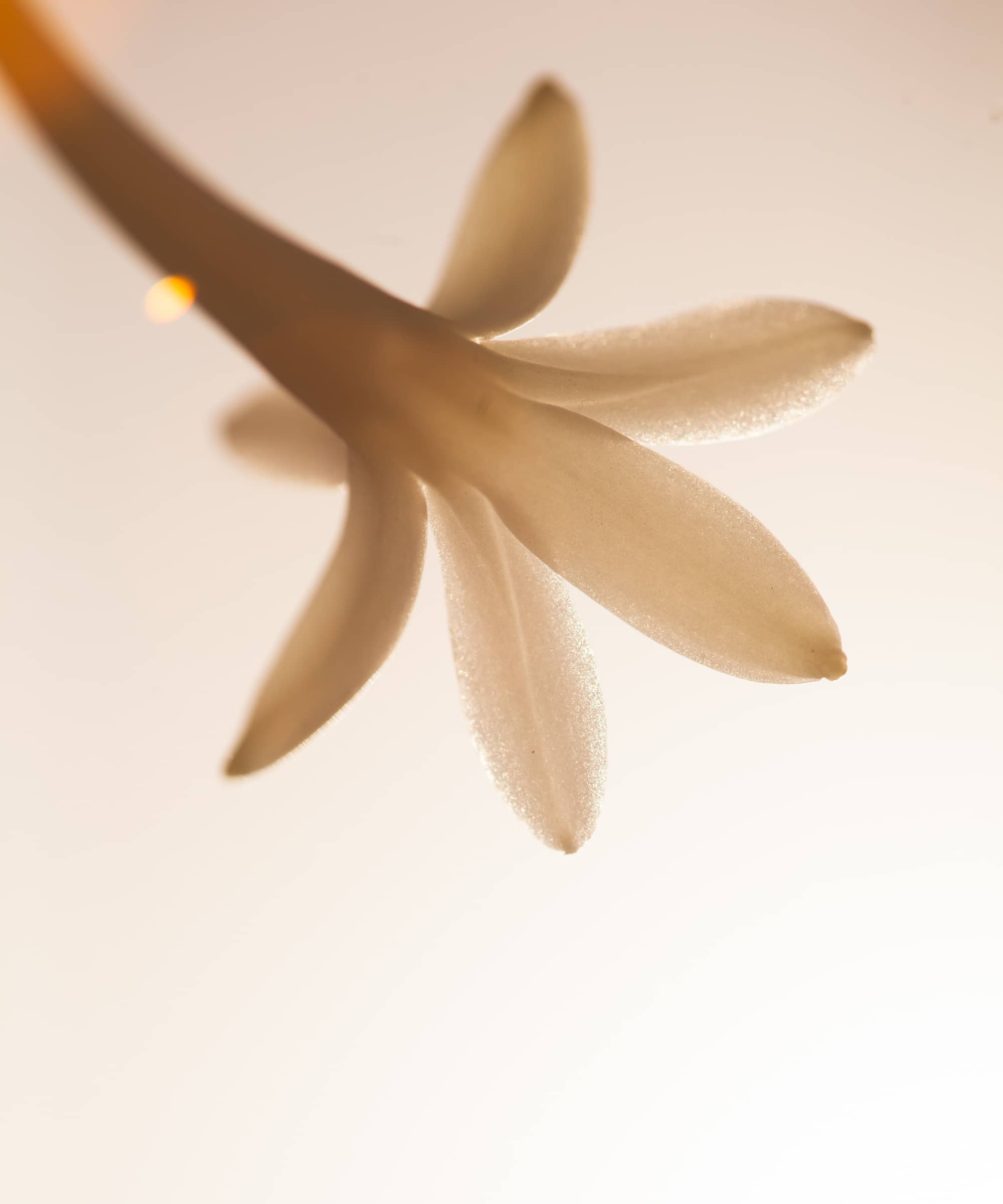 ÉROSE